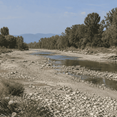 Settembre a secco al Sud e fiumi del Nord ai minimi, Plantvoice misura nella linfa quanta acqua serve alle piante Settembre a secco al Sud e fiumi del Nord ai minimi, Plantvoice misura nella linfa quanta acqua serve alle piante