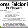 Lores Falcioni in Piovani di anni 76