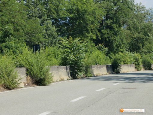 La vegetazione sulla statale 33 La vegetazione sulla statale 33