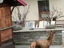 Un cervo a spasso per le vie di Bannio Anzino Un cervo a spasso per le vie di Bannio Anzino