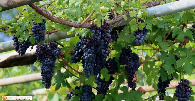 Vino in Vallese, un raccolto ancora al di sotto della media decennale Vino in Vallese, un raccolto ancora al di sotto della media decennale