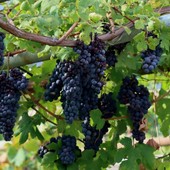 Vino in Vallese, un raccolto ancora al di sotto della media decennale