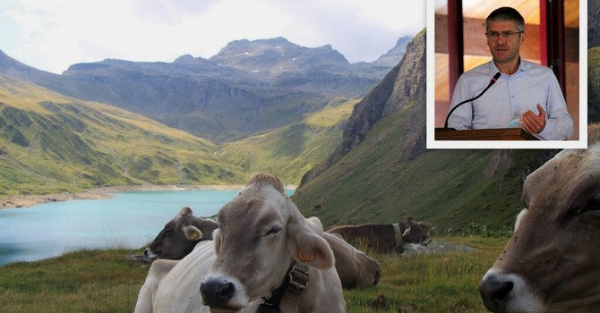 Vacche in alta Formazza; nel riquadro Gianni Morandi, direttore della Latteria di Crodo Vacche in alta Formazza; nel riquadro Gianni Morandi, direttore della Latteria di Crodo