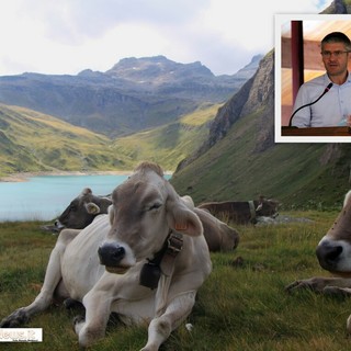 Vacche in alta Formazza; nel riquadro Gianni Morandi, direttore della Latteria di Crodo