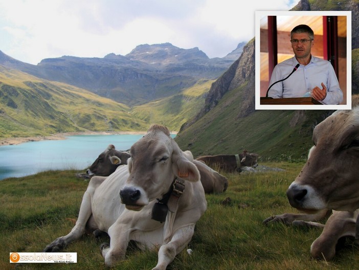 Vacche in alta Formazza; nel riquadro Gianni Morandi, direttore della Latteria di Crodo