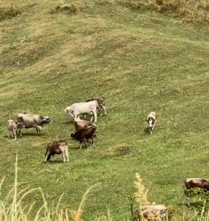 Alpeggi a secco, animali verso valle con un mese di anticipo Alpeggi a secco, animali verso valle con un mese di anticipo