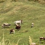 Alpeggi a secco, animali verso valle con un mese di anticipo Alpeggi a secco, animali verso valle con un mese di anticipo