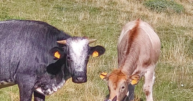 Scuola e territorio: nel Vco un accordo per rilanciare l’alpicoltura