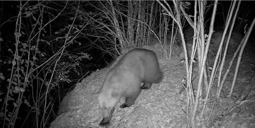Nuovo avvistamento di un orso in Valle Vigezzo, fototrappola lo immortala a Finero