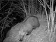Nuovo avvistamento di un orso in Valle Vigezzo, fototrappola lo immortala a Finero