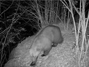 Nuovo avvistamento di un orso in Valle Vigezzo, fototrappola lo immortala a Finero Nuovo avvistamento di un orso in Valle Vigezzo, fototrappola lo immortala a Finero