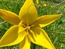 I tulipani estivi tornano a fiorire a Bugliaga di Trasquera FOTO