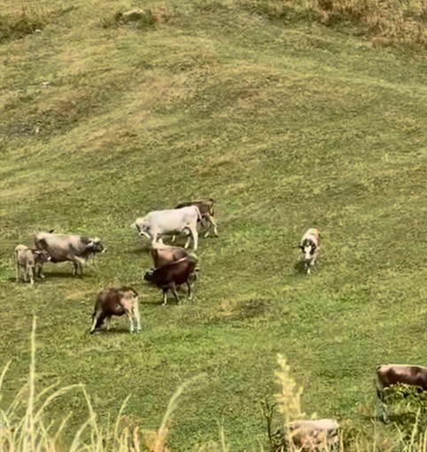 Alpeggi a secco, animali verso valle con un mese di anticipo