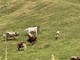 Alpeggi a secco, animali verso valle con un mese di anticipo Alpeggi a secco, animali verso valle con un mese di anticipo