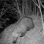 Nuovo avvistamento di un orso in Valle Vigezzo, fototrappola lo immortala a Finero