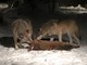 Si moltiplicano gli avvistamenti di lupi vicino alle case in Valle Anzasca