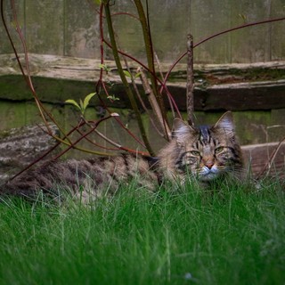 Passeggiate, Gioco e Libertà: Come le Attività all’Aperto Migliorano la Vita di Cani e Gatti