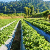 Progetti integrati di filiera sul territorio: aperto il nuovo bando Gal Laghi e Monti