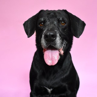 Proteggi il tuo amico a quattro zampe: scopri Duecto l'antipulci e zecche per cani