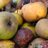 Giornata nazionale di prevenzione dello spreco alimentare, le iniziative in Piemonte Giornata nazionale di prevenzione dello spreco alimentare, le iniziative in Piemonte