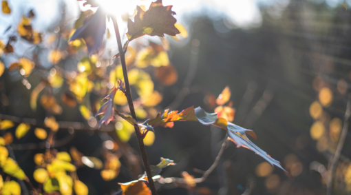 Ciao ciao estate, diamo il benvenuto all'autunno! Ciao ciao estate, diamo il benvenuto all'autunno!