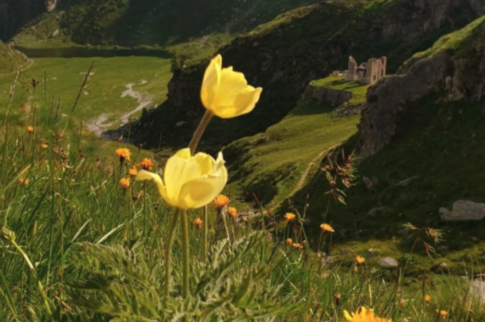 Una storia lunga mille anni: nasce il dominio collettivo dell'Alpe Baranca Una storia lunga mille anni: nasce il dominio collettivo dell'Alpe Baranca