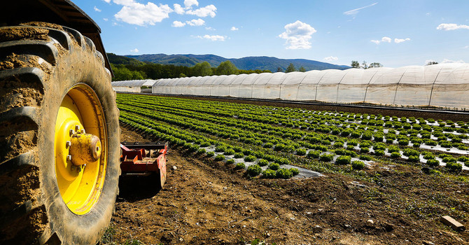 Agricoltura, Bongioanni: "Otto milioni di euro a disposizione del Piemonte per abbattere i costi del gasolio" Agricoltura, Bongioanni: "Otto milioni di euro a disposizione del Piemonte per abbattere i costi del gasolio"