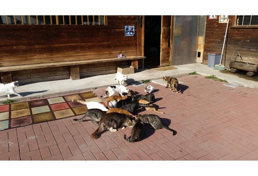 Apericena per aiutare il gattile di Villadossola