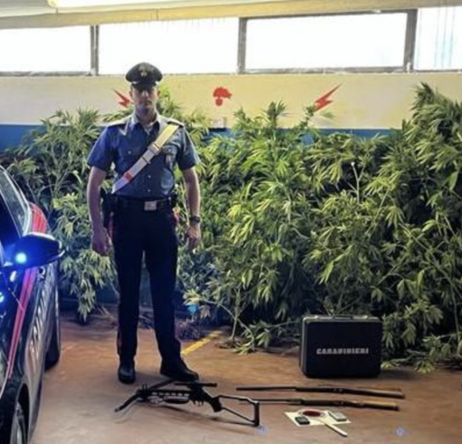 Coltivava cannabis nell'orto, denunciato dai Carabinieri