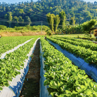 Coldiretti Piemonte: &quot;L'agricoltura sempre più colpita dal cambiamento climatico, servono interventi strutturali&quot;