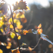 Ciao ciao estate, diamo il benvenuto all'autunno! Ciao ciao estate, diamo il benvenuto all'autunno!