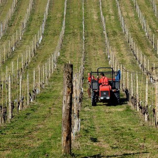 Aiuti agricoltura in ritardo, Agea: &quot;La realtà dei fatti non è questa&quot;