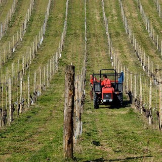 Indennità agli agricoltori di montagna, nuovo bando in Regione