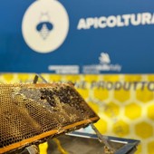 Il regno delle api, sentinelle della natura: la regione finanzia un progetto nelle scuole del Vco