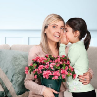 Nelle piazze del Vco l'azalea della ricerca di Airc