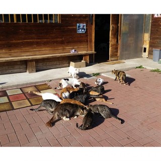 Apericena per aiutare il gattile di Villadossola