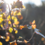 Ciao ciao estate, diamo il benvenuto all'autunno! Ciao ciao estate, diamo il benvenuto all'autunno!
