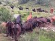 Regione Piemonte, rientro anticipato dai pascoli: contrasto e prevenzione della dermatite nodulare