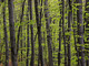Strategia forestale europea: appello al Governo delle associazioni della filiera bosco-legno-energia
