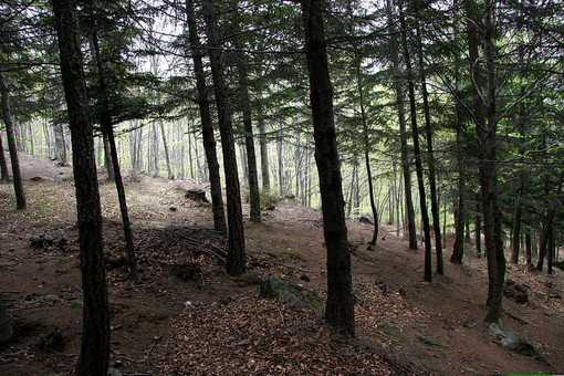 Più forestali in Piemonte: la Regione stanzia 1,5 milioni