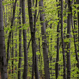 La regione lancia i Piani Forestali di Indirizzo Territoriale: coinvolta anche la provincia del Vco