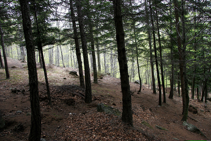 Il Consorzio forestale Antigorio Divedro Formazza e il sistema di gestione sostenibile.