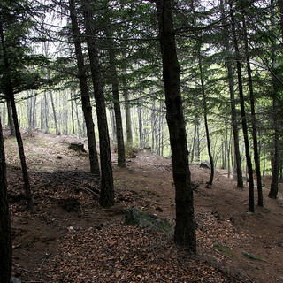 Più forestali in Piemonte: la Regione stanzia 1,5 milioni