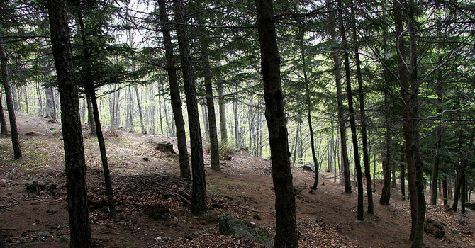 Prende forma il 'Cluster Legno Piemonte': imprese e Regione insieme per rafforzare la filiera forestale