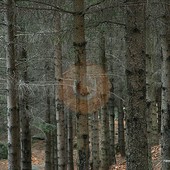 Foreste del futuro, nasce la “banca del Dna”: selezionati i semi più resistenti