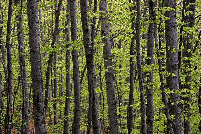 La regione lancia i Piani Forestali di Indirizzo Territoriale: coinvolta anche la provincia del Vco