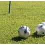Pulcini in campo alla Praudina