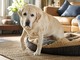 Condrostress XL e mobilità articolare del cane, il ruolo del supporto nutrizionale nella vita quotidiana