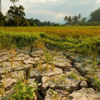 Coldiretti Piemonte, giornata ambiente: attenzione a cambiamenti climatici e consumo di suolo