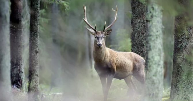 Più cervi e camosci abbattuti in Canton Vallese